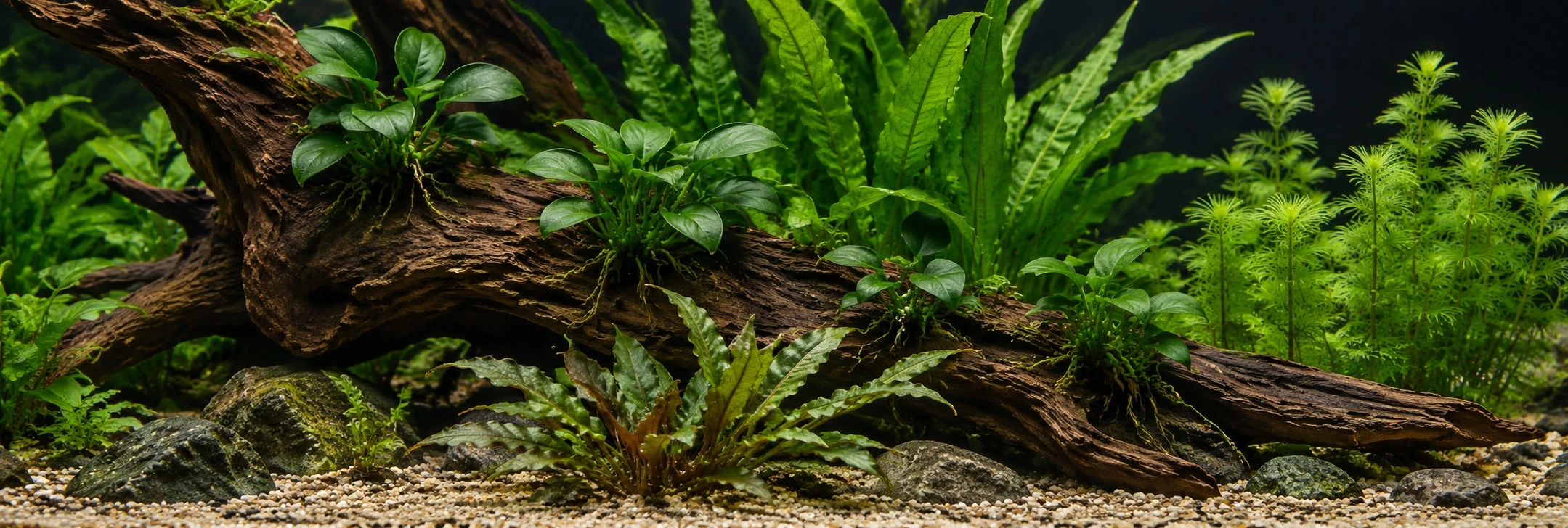 Akvaryum Bitkisi Nasıl Seçilir ve Dikilir? Önce Tankınıza Bakın