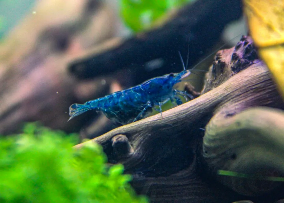 Neocaridina Davidi Bakımı: Kökeni, Su Koşulları ve Üretim